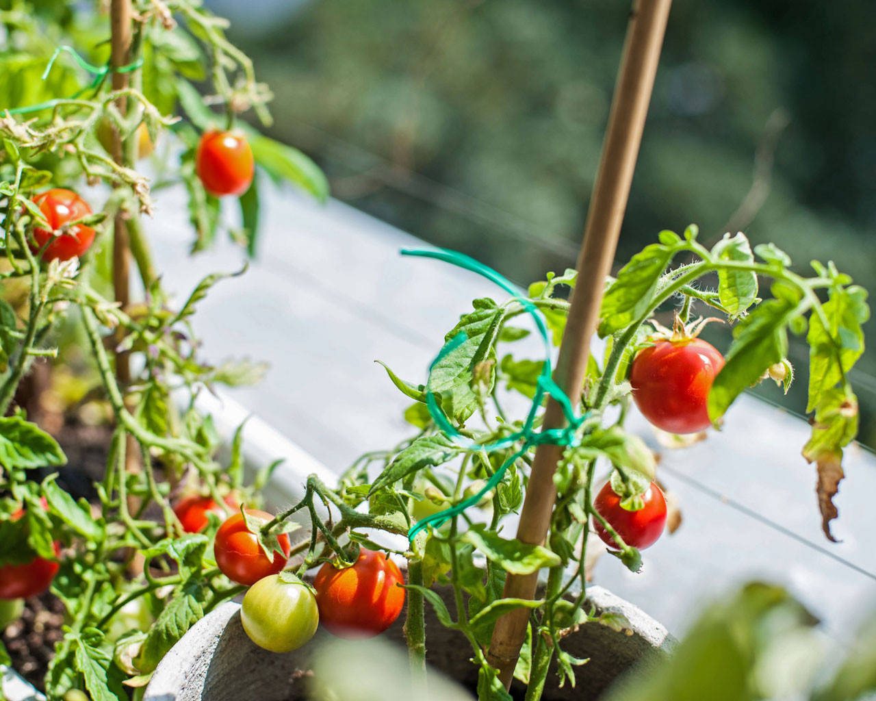 plants de tomates cerise sur un balcon