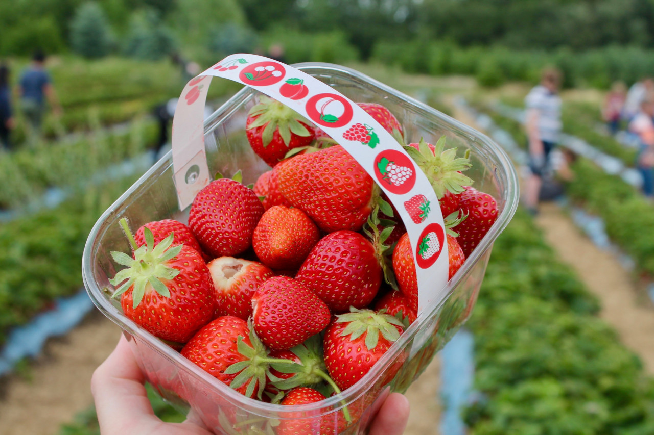 *fraises*  récolte de fraises dans un champs